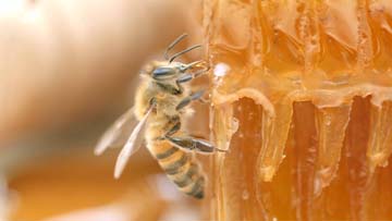 abeille et miel