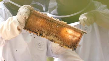 vidéo apiculture avec apiculteurs