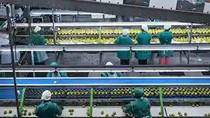 savoir faire agro-industrie